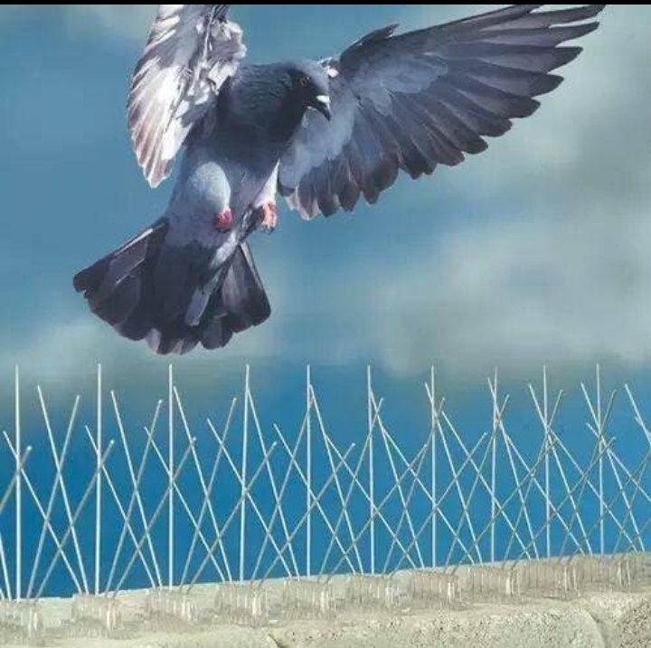 Bird protection spikes preventing pigeons from perching